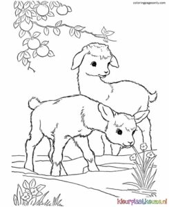 Kleurplaat lammetjes
