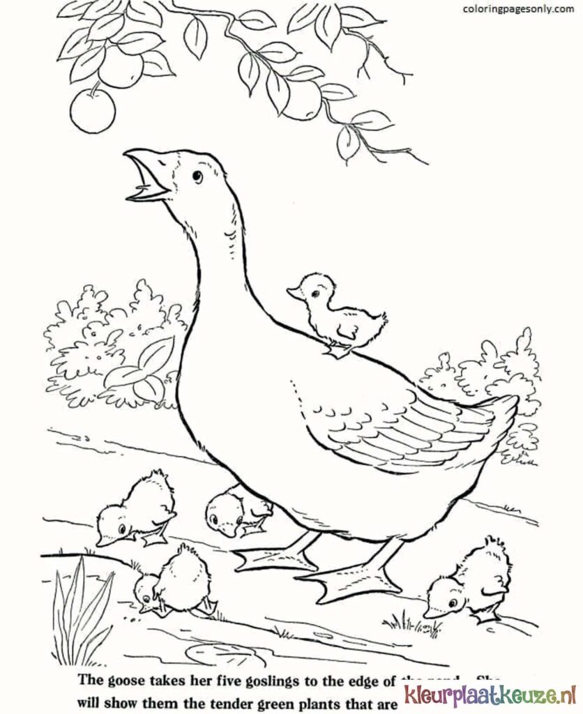 kleurplaat twee ganzen